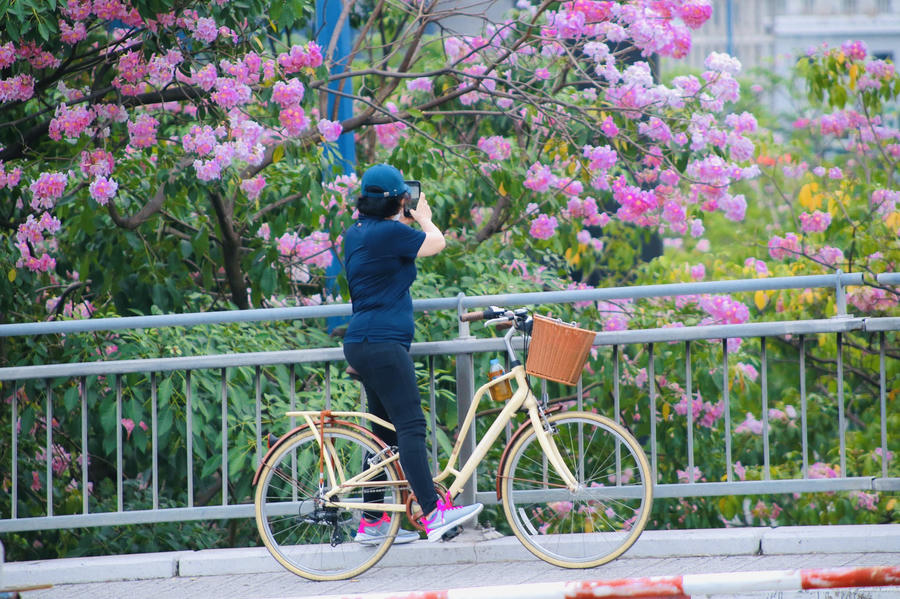 Vẻ đẹp của hoa đã nhanh chóng thu hút ánh nhìn của người đi đường