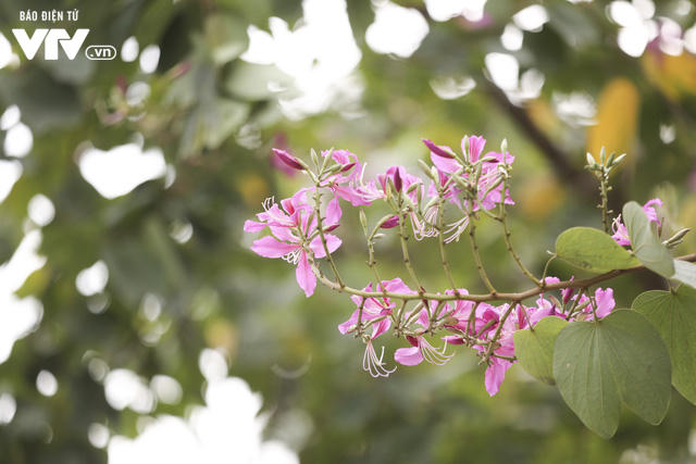 Nhiều loài cây, hoa ở Hà Nội đang vào độ thay lá, ra hoa...