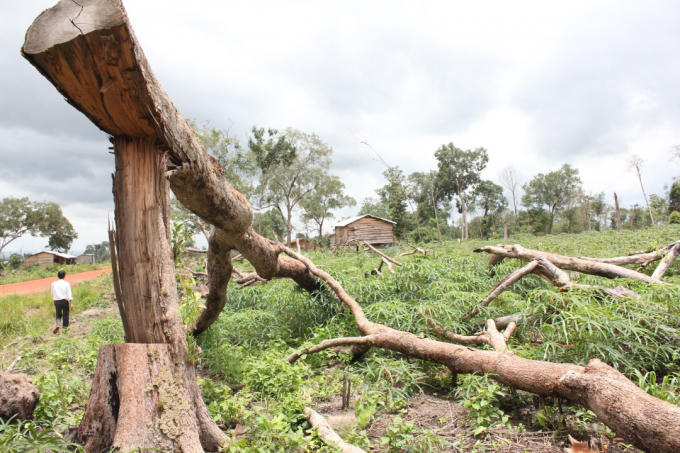 Rừng tự nhiên của Công ty lâm nghiệp Cư M’Lan bị chặt hạ để lấy đất sản xuất.