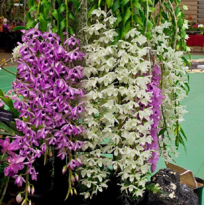 Quan niệm về những lo&agrave;i hoa mang lại may mắn trong ng&agrave;y tết
