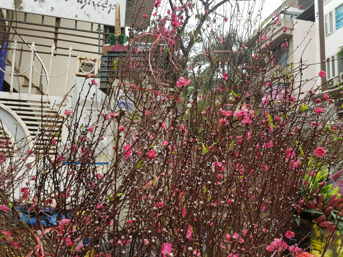 Vì thế nhiều con phố tại Thủ đô Hà Nội như Linh Lang, Hồ Tùng Mậu, Đào Tấn,... đã bắt đầu bày bán những cành đào khoe sắc.