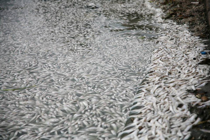 C&aacute; chết nổi trắng một g&oacute;c Hồ T&acirc;y