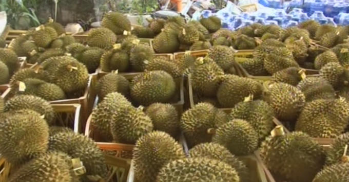 Sầu riêng đã được tẩm hóa chất.
