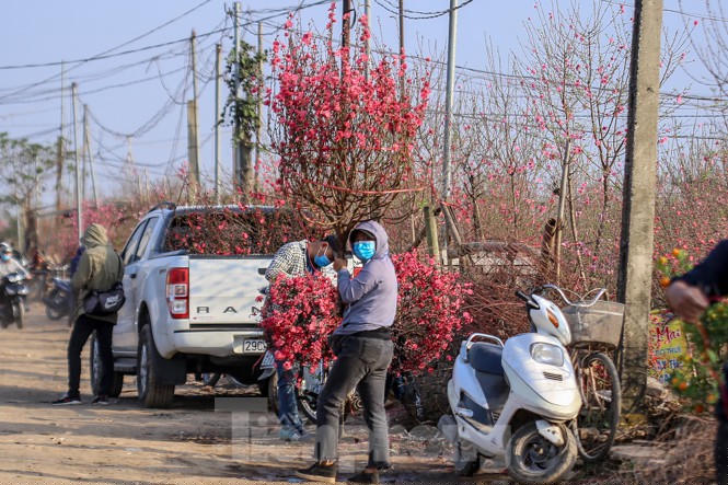 Đào bung nở, làng Nhật Tân nghẽn lối vào ngày cận Tết - ảnh 14