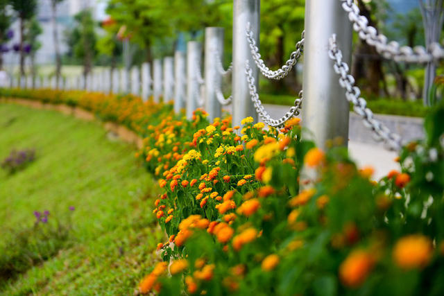 Công viên mở cửa phục vụ người dân miễn phí, buổi sáng từ 6-9h, buổi chiều từ 17-20h.