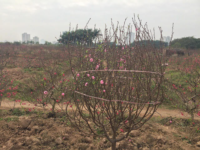 Đào phai năm nay có thể có nguồn cung nhiều hơn vì thời điểm này hoa đợt đầu chưa nở. Một cây có thế đẹp có giá từ 600.000 đồng đến 1,2 triệu đồng.
