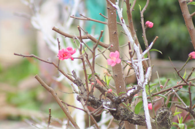 Những bông đào nở muộn.
