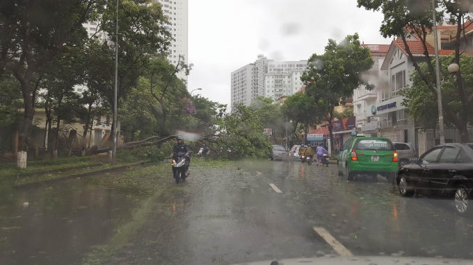 Cây đổ trên đoạn đường vào Linh Đàm.