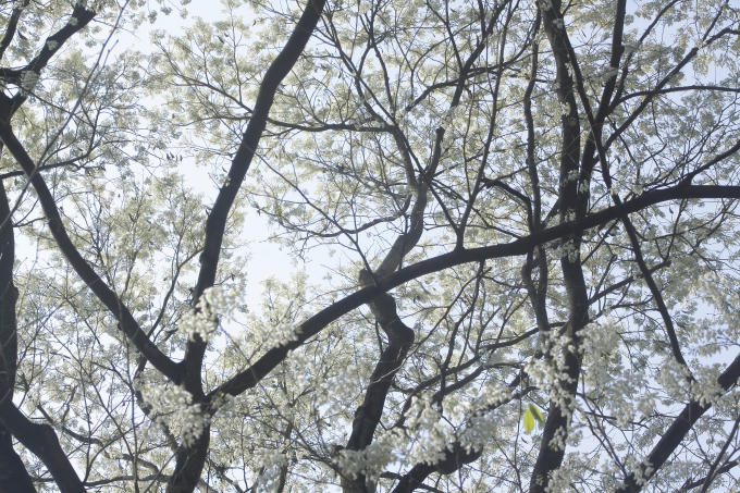 Đẹp là thế, ấy vậy mà hoa sưa cũng sớm tàn, những cơn gió nhẹ thổi qua và cuốn lên bầu trời tựa như tuyết rơi.