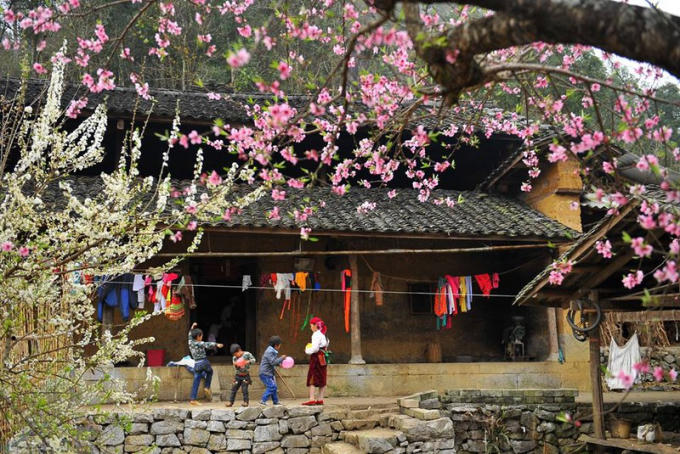 hoa-dao-hoa-man-ha-giang_vxsg