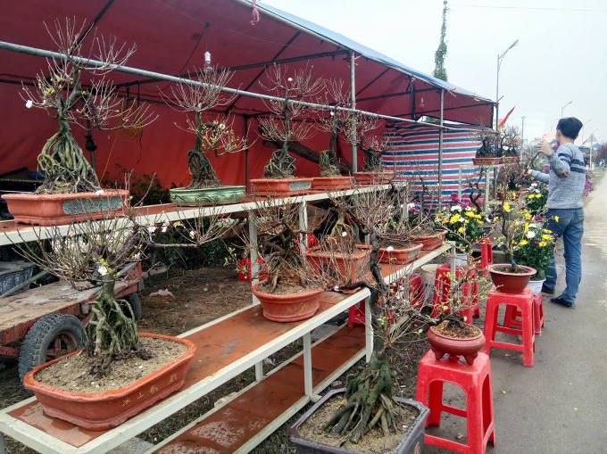 Một sạp hàng bán cây mai trắng.