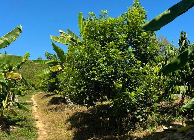 Nhiều cây ăn quả trồng trên phần đất của gia đình ông Nguyễn Thanh Sơn.