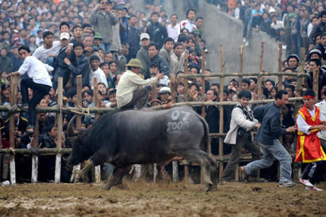Giải pháp nhanh nhất, an toàn hơn cả là leo cao lên rào. Nếu càng chạy vào giữa sân càng nguy hiểm.