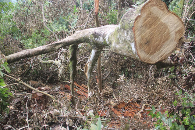 Quảng Trị: L&acirc;m tặc t&agrave;n ph&aacute; rừng - Những h&igrave;nh ảnh ngổn ngang tại hiện trường