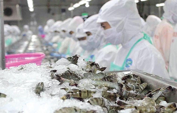 Xuất khẩu tôm vẫn là trụ cột chính trong các mặt hàng thuỷ sản Việt Nam. (Ảnh minh hoạ).