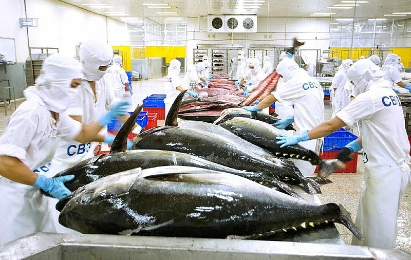 Xuất khẩu cá ngừ của Việt Nam sang Tây Ban Nha sẽ gặp nhiều thách thức. (Ảnh: IT)