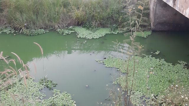 Rác phủ khắp nhiều cống thoát nước trên khu vực con kênh