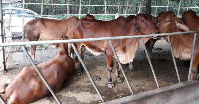 Trại có thể cung cấp các sản phẩm như bò giống thuần chủng, bò thịt.