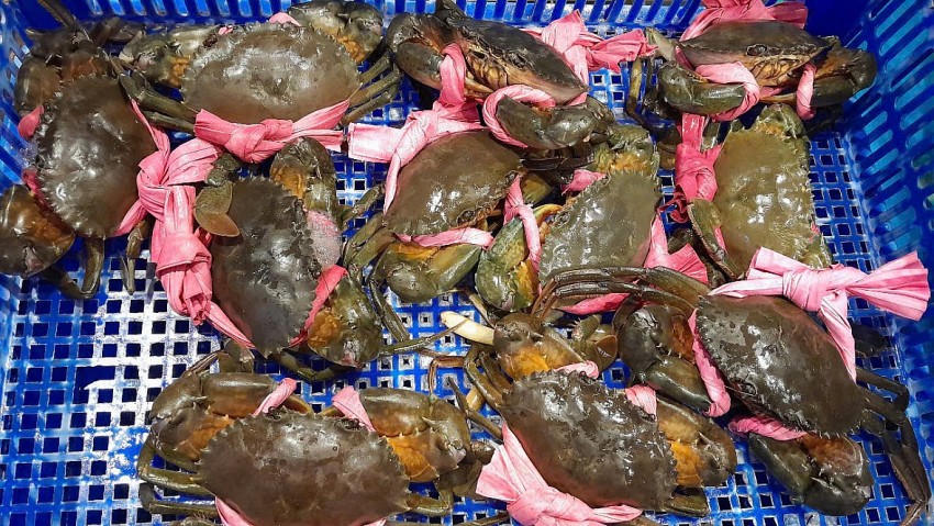 Xuất khẩu cua ghẹ và giáp xác khác của Việt Nam tăng trưởng liên tục từ đầu năm nay, tuy nhiên tốc độ tăng trưởng đang có xu hướng chậm lại. (Ảnh: Châu Anh).