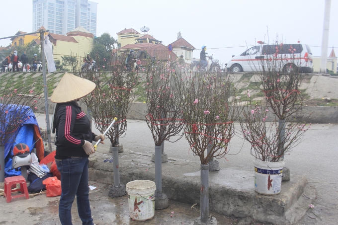 Đào Nhật Tân đã bắt đầu xuống phố.