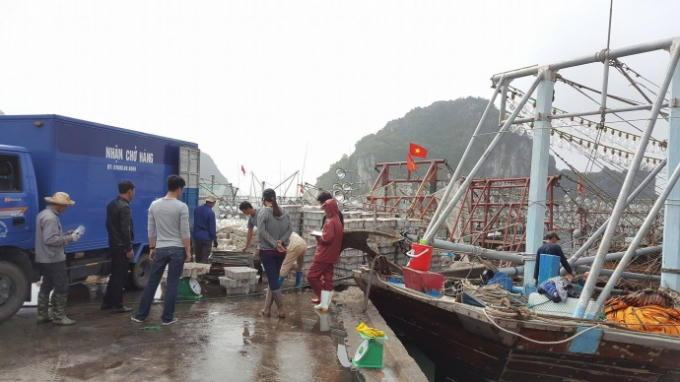 Hoạt động mua bán hải sản diễn ra tấp nập tại cảng Cái Rồng. (Ảnh: báo Giao thông)