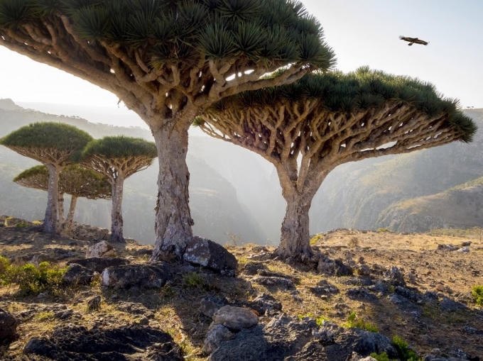 Những tán cây có hình dáng của vật thể bay lạ khiến Scotra tại Socotra, Yemen
