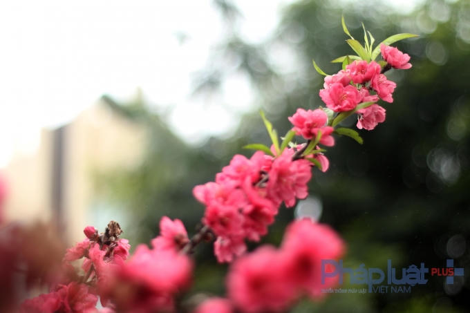 Hà Nội: Rực rỡ sắc đào nở muộn