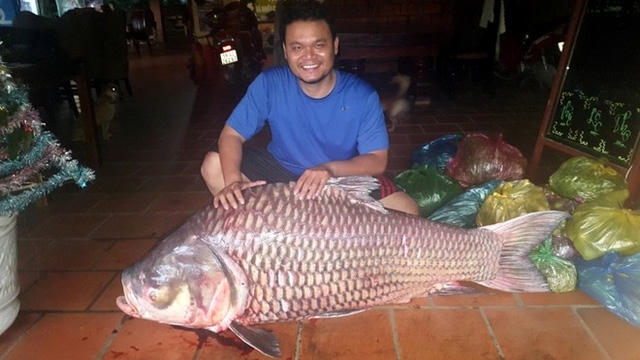 Tối 28/12/2014, một ngư dân đi bủa lưới trên sông Nha Mân đã bắt được cá hô nặng 90 kg. Biết được tin ngư dân bắt cá khủng, một nhà hàng ở TP.HCM nhanh chóng đến mua.