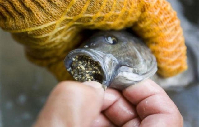 Cá rô phi thường ăn tạp, và cả những chất độc hại.