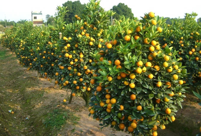Các thương lái ngay từ sớm đã đặt hàng quất cảnh để cung cấp cho thị trường dịp Tết Nguyên đán sắp tới.
