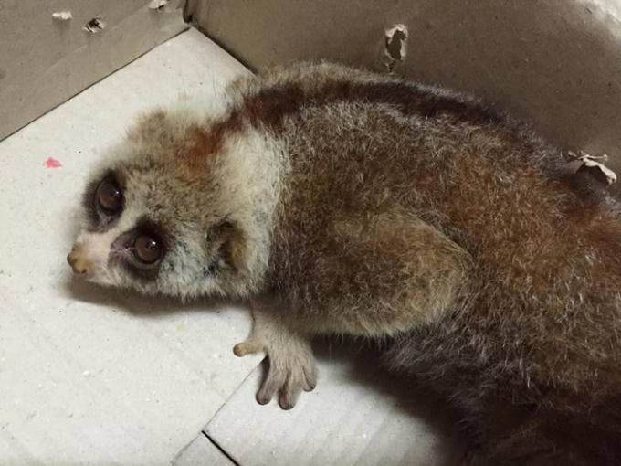 Con Culi đã được bàn giao cho đơn vị chức năng theo quy định.