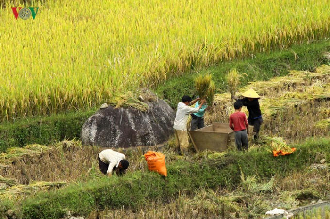 Một số khác vẫn thu hoạch theo cách truyền thống là đập lúa tại ruộng.