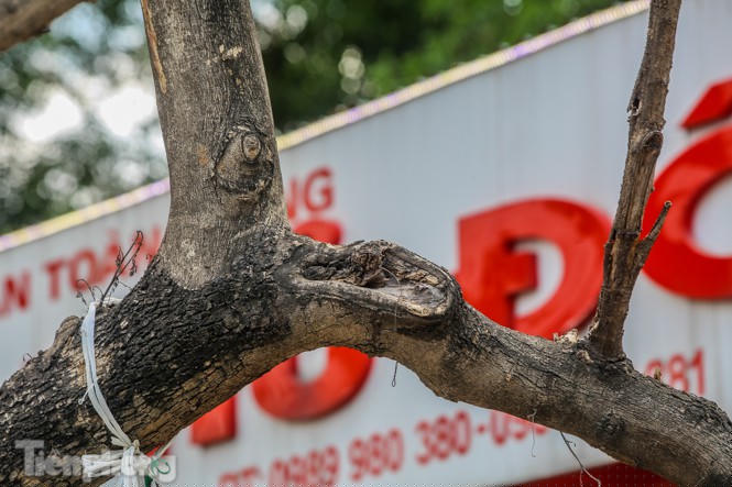 Nhiều cây sưa 'tiền tỷ' trên đường phố Hà Nội dần chết khô trong bọc sắt - ảnh 10