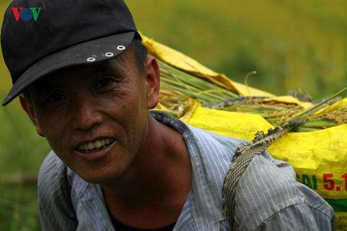 Đàn ông là lực lượng chính để vận chuyển lúa từ ruộng về nhà.