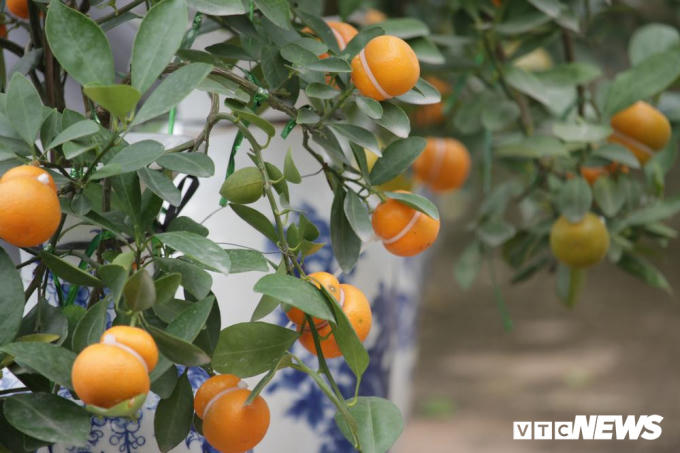 Năm nay, nhà bà Mai trồng được khoảng hơn 700 cây quất hình hồ lô, và phần lớn đều đã được đặt mua.