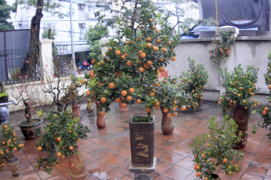 Quất cảnh Tứ Liên “đọ sắc” - 6