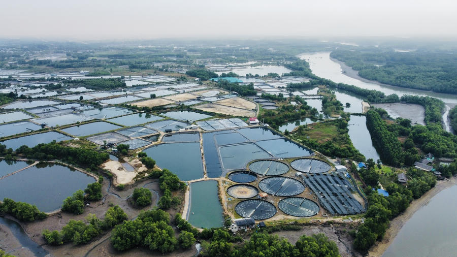 Khu vực nuôi trồng thuỷ sản, thế mạnh nông nghiệp của Nhơn Trạch.