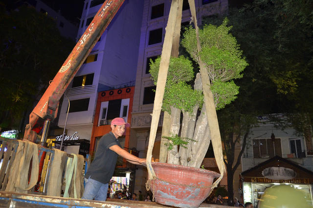 Hàng loạt chậu kiểng trưng bày trên vỉa hè trước khách sạn bị lập biên bản và cẩu về cơ quan để xử lý