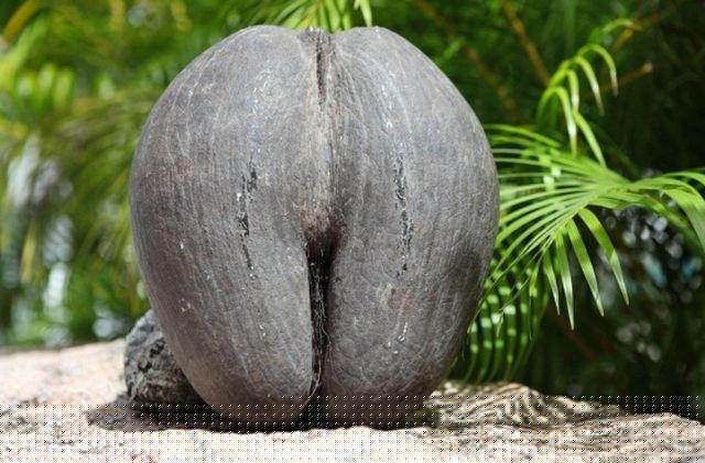 Hình dáng lạ mắt của trái Coco de mer