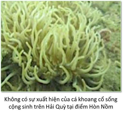 Đáy biển miền Trung ra sao sau sự cố môi trường?