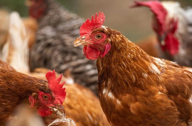 Hồ Bắc 'điên đầu' vì corona, Hồ Nam bùng phát cúm gia cầm H5N1