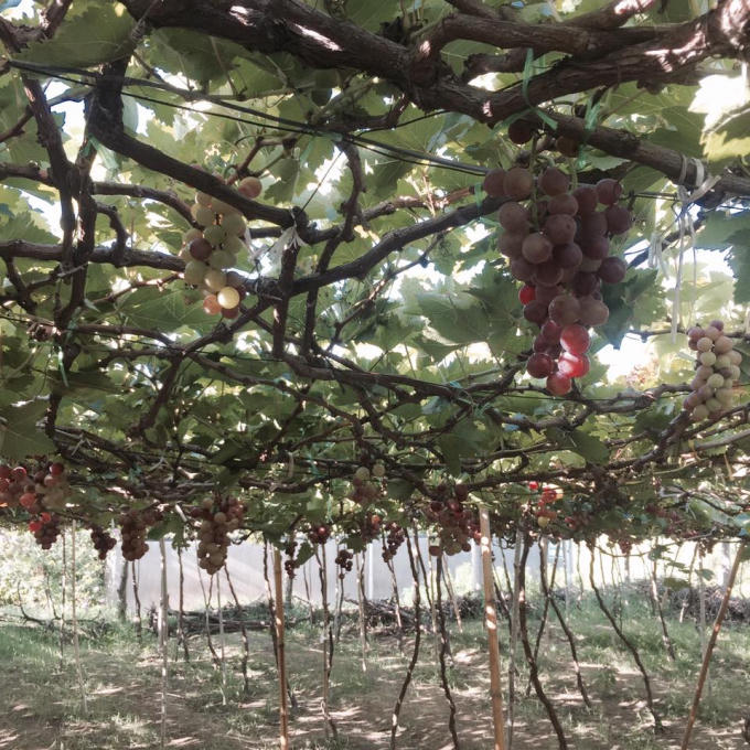 Điểm dừng chân cuối cùng cho lữ khách đó chính là vườn nho Ba Mọi, một trong những đặc sản của  mảnh đất này. Đến đây, du khách có thể thoải mái thăm vườn, xem nông dân tỉa lá, bón phân, thu hoạch  quả, thưởng những trái nho chín, trò chuyện cùng chủ vườn và đem những chùm nho chín mọng về làm  quà.