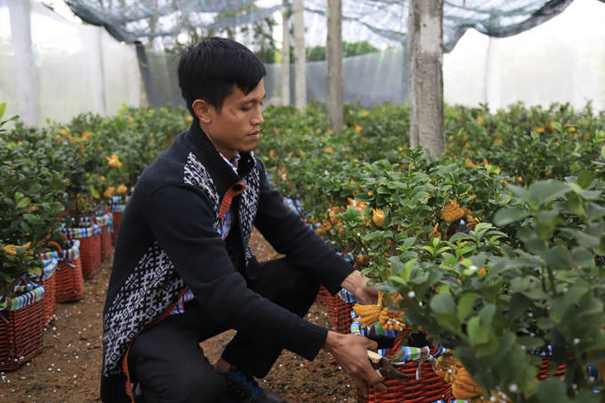 Lạ kỳ 'bàn tay Phật' trên chậu cây mini, anh nông dân thu tiền tỷ