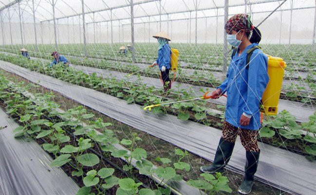 Trồng dưa trong nhà màng ở xã Thường Thắng, huyện Hiệp Hòa, tỉnh Bắc Giang (Ảnh: Hiephoa.net.vn  )