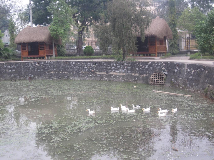 Hồ trước mặt nhà khách dùng để nuôi vịt...