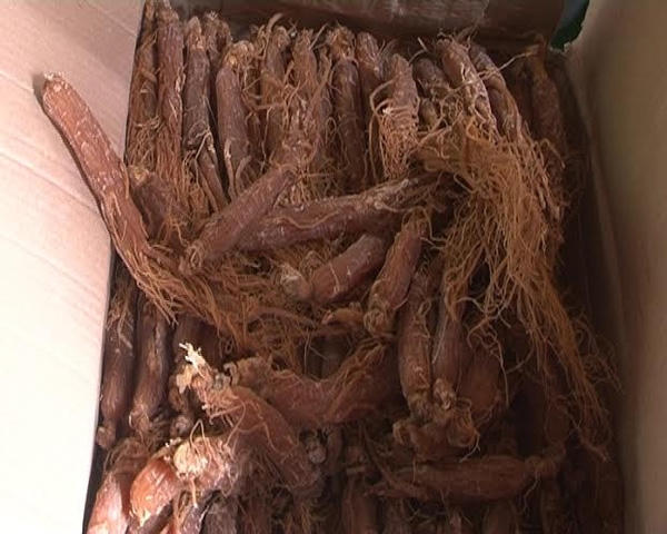 Hàng chục củ sâm nhập lậu bị bắt giữ.