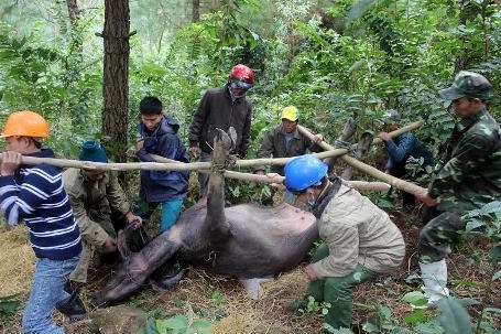 Hàng loạt trâu bò thì nhau chết do rét.