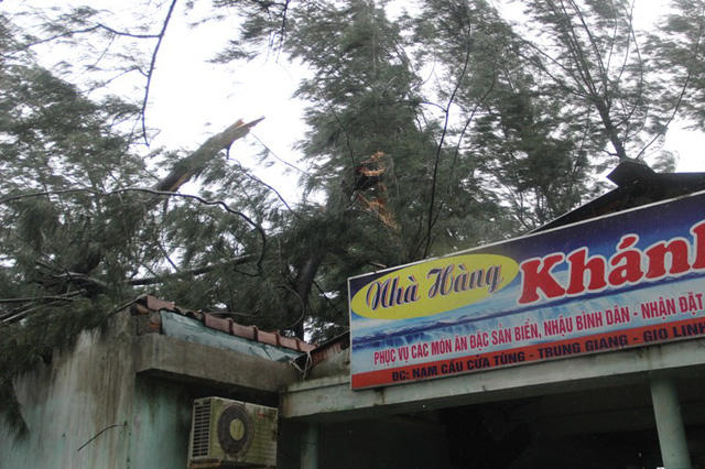 Dù gió chỉ khoảng cấp 8, cấp 9 nhưng cây lớn cũng bị gãy.