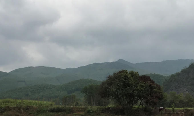 Rừng xanh đã trở lại trên công trường ăn cắp