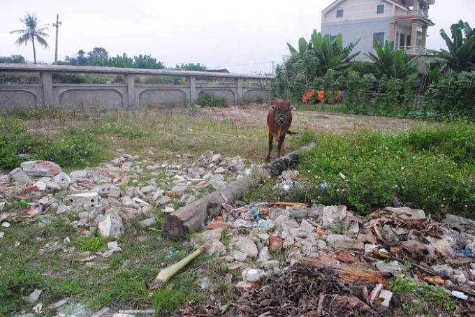 Không chỉ tập kết rác thải, mặt tiền Khu di chỉ khảo cổ học Cồn Điệp còn là nơi để người dân chăn thả trâu bò (ảnh Duy Ngợi).